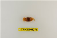 藏品(糾結南方招潮蟹)的圖片